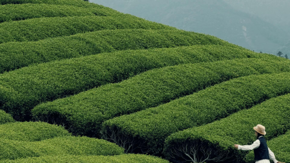 Departing from Chengdu: Leshan Giant Buddha cruise + Suji Ancient Town + Jia'e Tea Valley tea picking experience 1-day tour 