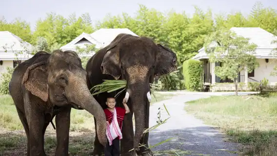 泰國清邁Kerchor​ elephant​ eco​ park​一日遊【/中文導遊/含飯店接駁】