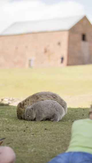 Hobart Maria Island/Maria Island/Maria National Park 1-day tour English group