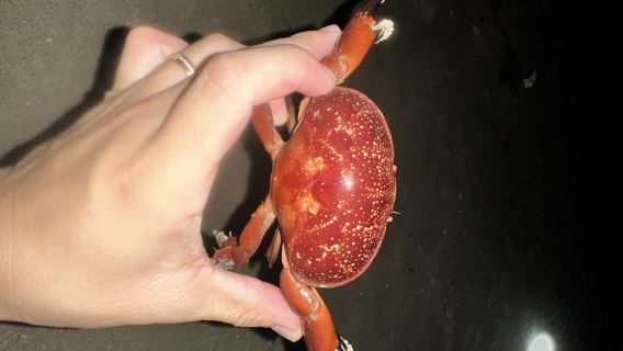 海南三亞大東海趕海體驗【提供趕海工具+教練陪同指導+海洋知識科普講解】