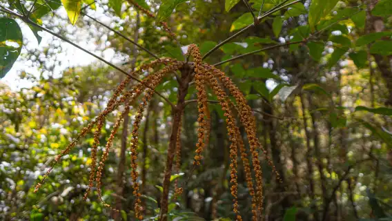 キナバル公園、ポリン温泉&デサ酪農場 日帰りツアー