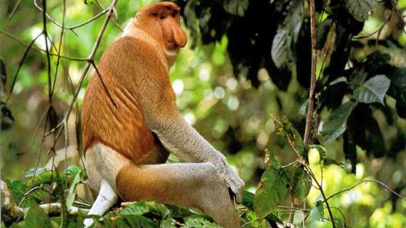 Binsuluk Mangrove & Fireflies River Cruise | Kota Kinabalu, Sabah