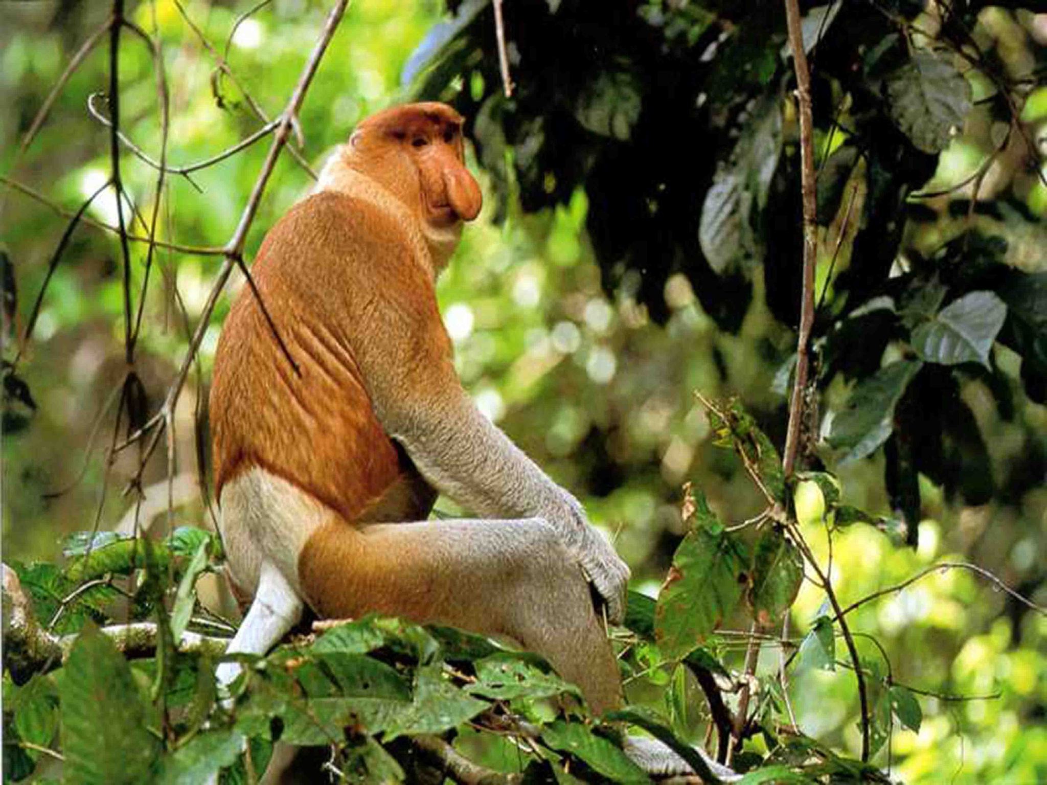 Binsuluk Mangrove & Fireflies River Cruise | Kota Kinabalu, Sabah