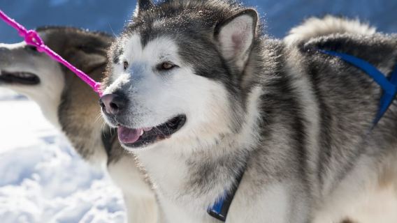 Levi: 2 km Thrilling Husky Sled Ride