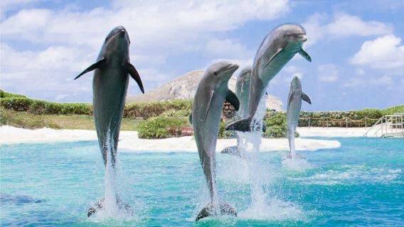 Sea Life Park Hawaii: Entry Ticket