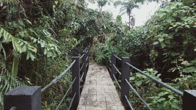 Sedim Rainforest and Canopy Walk - Share Tour Option | Malaysia