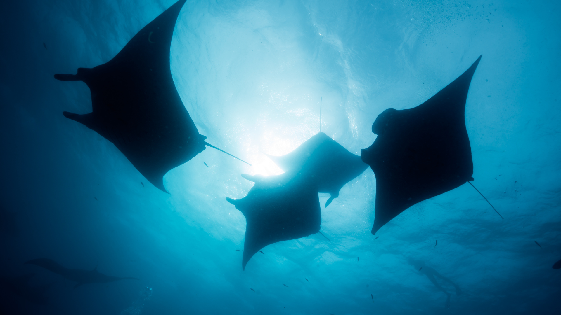 Gili Trawangan, Gili Meno, and Gili Air Private Snorkeling Day Tour from Lombok