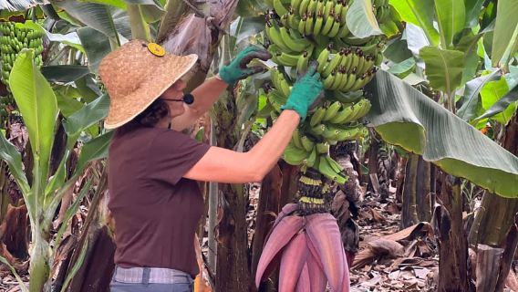 Tenerife: experiencia en la plantación de plátanos Finca Las Margaritas