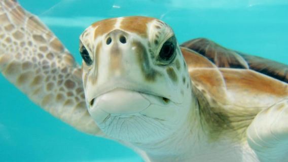 Playa del Carmen: Hang ngầm tự nhiên Cenote & Bơi cùng rùa biển