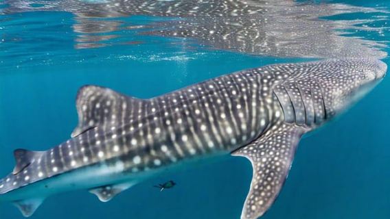 Ngắm cá mập voi Oslob & thác Tumalog & cá mòi chạy