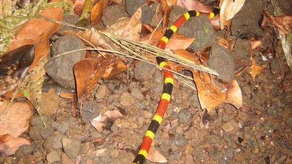 Tortuguero: Parque Nacional: Paseo en canoa y caminata de medio día
