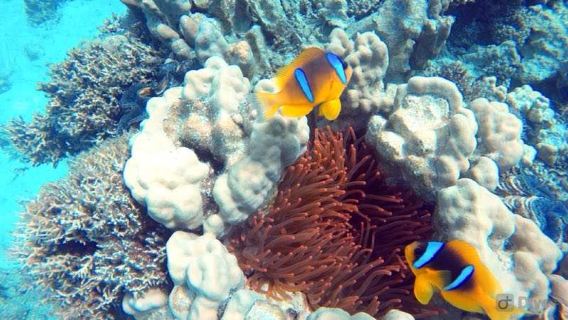 perjalanan satu hari Laut Merah Mesir, Pulau Surga Laut Merah Mesir, Snorkeling, Pulau Bianca, Perahu Kaca, Terumbu Karang