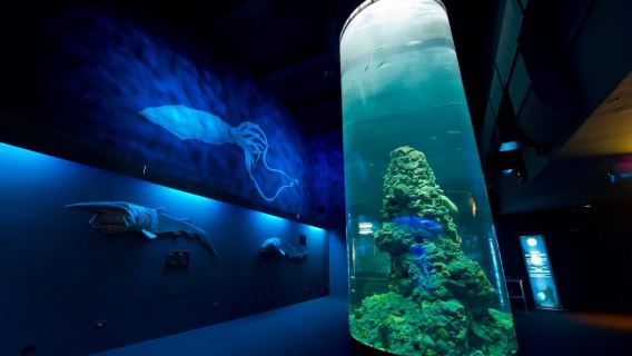 Aquarium of Genoa + Focaccia