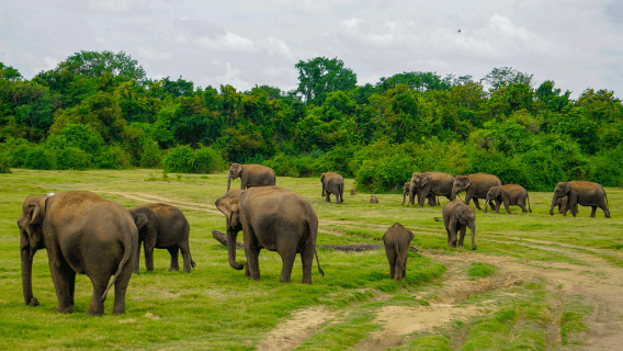 米內日亞：吉普車之旅，觀賞大象群和日落美景