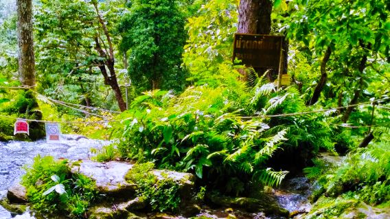 Chiang Mai Sticky Waterfall + Chiang Rai Blue Temple Half Day Tour [Optional Morning/Afternoon|Hotel pick-up