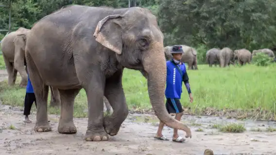 納財大象營官方 (直接預訂)|大象體驗活動
