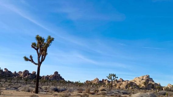 美國洛杉磯來回約書亞樹國家公園+棕櫚泉（選一）定制包車一日遊