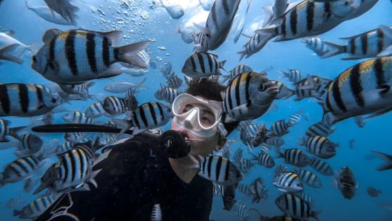 三亜大東海国際ダイビングクラブで体験ダイビング スキューバダイビング/PADI アドバンスドフリーダイビング2時間【三亜大東海PADIダイビング】