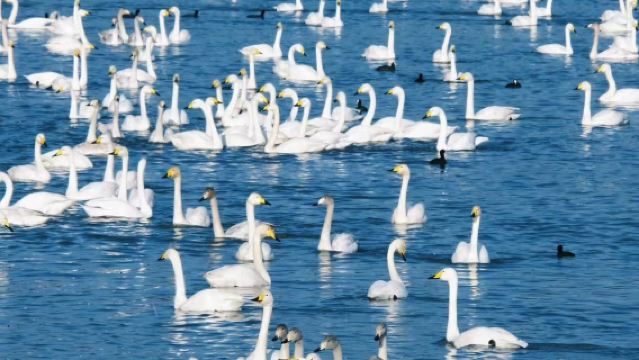 威海火炬八街+擱淺貨輪布魯維斯號一日遊【精華景點/純玩拍照打卡漫步】