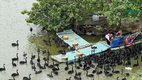 廣州長隆熊貓/香江/長隆#② 天 1晚/③ 天 2 晚熊貓/香江/長隆動物世界+歡樂世界+飛鳥樂園可選大馬戲組合