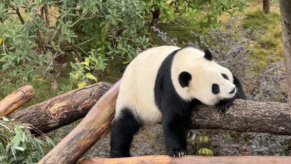 Chengdu Research Base of Giant Panda Breeding English Half-Day Tour (2-Hour Highlight Route Guide)