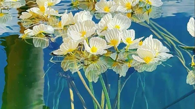 雲南麗江瀘沽湖官地花海碼頭遊船/豬槽船包船觀光（瀘沽湖尋跡/夏看水性楊花日落晚霞·冬看晨霧日出戲海鷗】