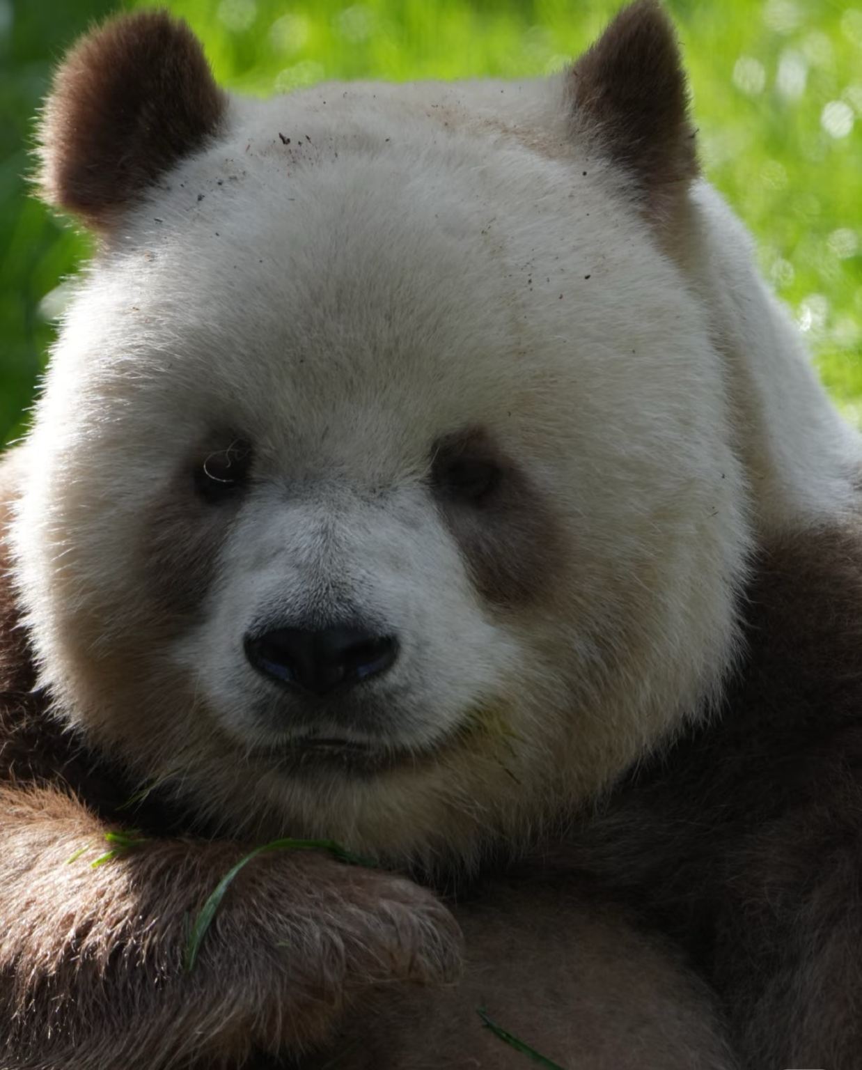 Incontra il raro panda marrone Qizai, la star mondiale dei panda "al cioccolato" da non perdere e da condividere