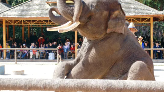 1-day private charter tour to Wild Elephant Valley + Primitive Forest Park in Xishuangbanna