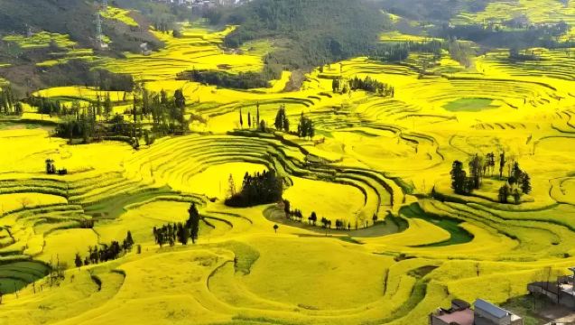 Lawatan sewa peribadi ke Sawah Spiral Luoping & Puncak Emas Kuning di Qujing [Berlepas dari Kunming, nikmati bunga musim bunga]