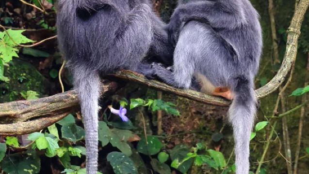 Tour di un giorno a Mangshi per esplorare il segreto della valle del bufalo selvatico e osservare le scimmie con una leggera escursione | Cucina selvaggia + incontro con i langur di Phayre