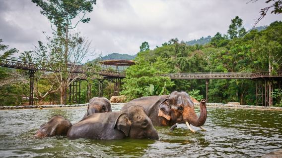 Koh SamuiTours
