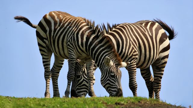 Kyushu Nature Zoo Day Tour
