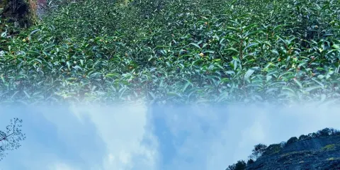 禪茶一味◆走訪名山茶園牛欄坑&天心寺品嚐齋飯◆戶外泡茶◆