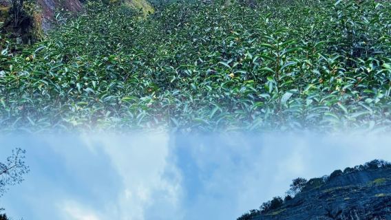 Zen and Tea as One ◆ Explore Famous Tea Plantations at Niulan Pit & Enjoy Vegetarian Meals at Tianxin Temple ◆ Outdoor Tea Brewing ◆