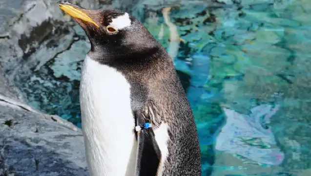 日本旭川札幌-美瑛青池富良野/可小樽登別北海道包車-精選