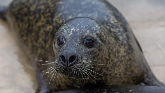 Sea Life Scarborough