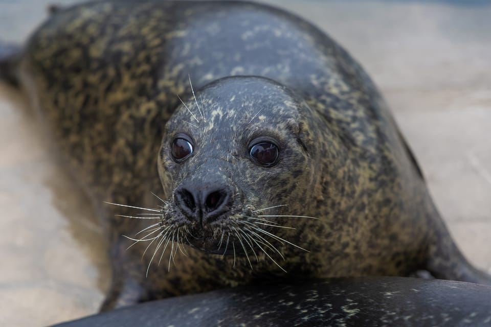 Sea Life Scarborough