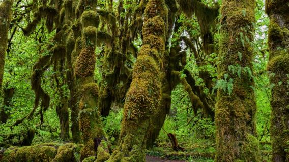 Olympic National Park: Hoh Rain Forest and Rialto Beach Tour