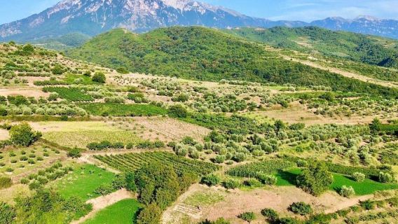 Da Durrës: Degustazione di vini alla Cantina Alpeta a Berat
