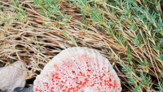 Sea Kayak Tour - Marine Safari