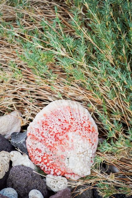 Sea Kayak Tour - Marine Safari