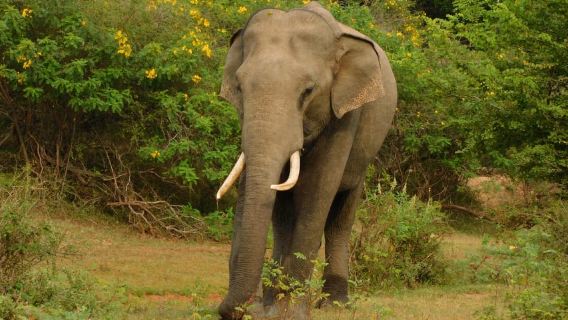Tur Safari Udawalawe dari Pelabuhan Hambantota (Wisata Pantai)