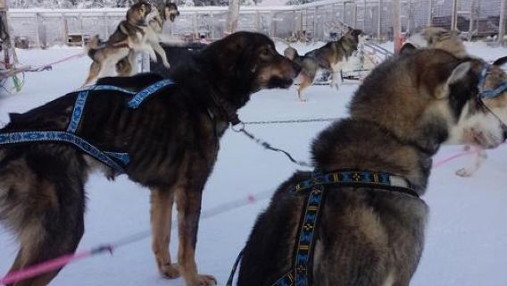 Finland + Rovaniemi + Orbas Reindeer Farm 1-day tour / Adjustable itinerary - Customizable