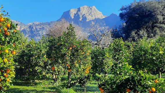 Mallorca: Orange Valley & Valldemossa Guided Tour + Hotel Pickup + Tasting