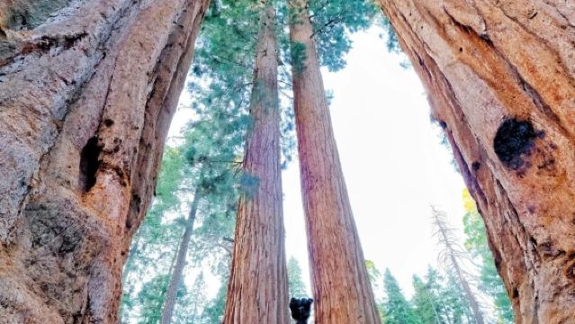 San Francisco round-trip to Yosemite National Park and Sequoia National Park - private charter - top pick