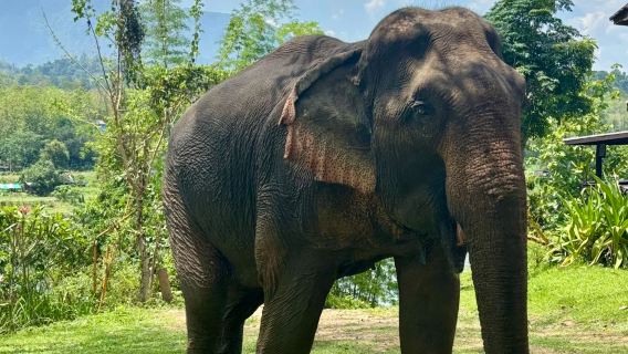 Luang Prabang Premium Tagesausflug + Elefanten-Camp + Kuang Si Wasserfall + Einsamer Baum + inkl. Transport und Guide