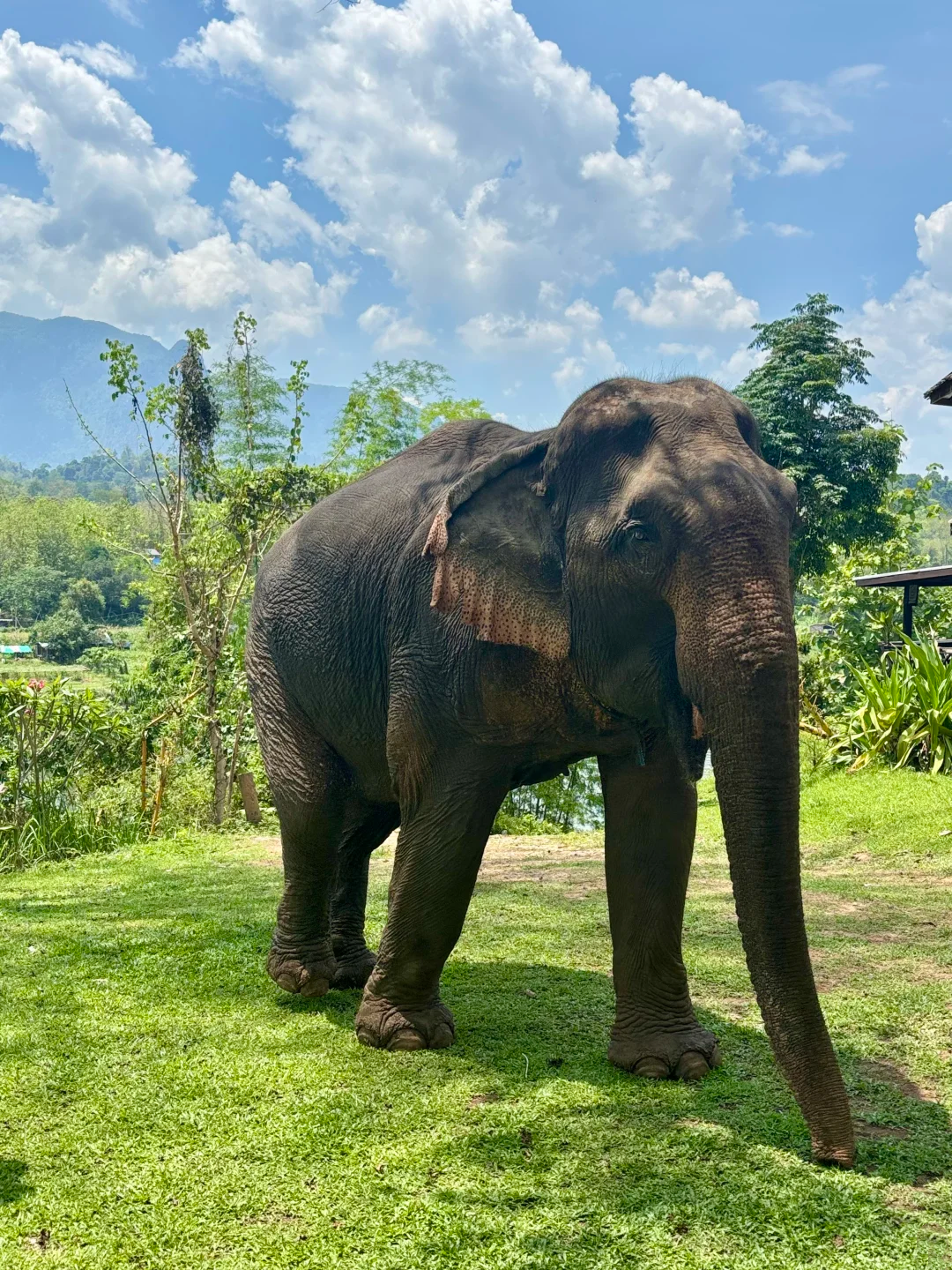 Luang Prabang Premium 1-day Tour + Elephant Camp + Kuang Si Waterfall + The Lonely Tree + Includes Transportation & Guide