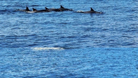 杜拜出發|阿曼海賽卜&海豚灣追豚一日遊|包車可自訂