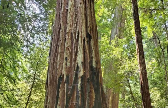 美國三藩市-半月灣-加州州立紅木公園【中文專車-悅享旅程】