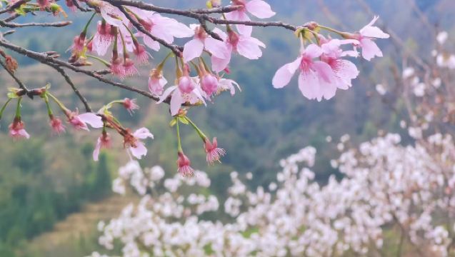 Lawatan sehari ke Lembah Sakura Xinfeng Shaoguan termasuk tiket masuk + Lautan Bunga Rape Pokok Purba Xiutian|Lawatan sewa peribadi dengan pengangkutan dari pintu ke pintu